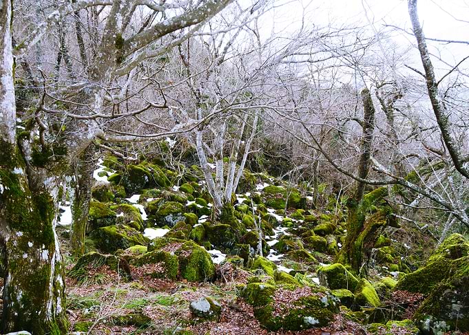 Winter forest