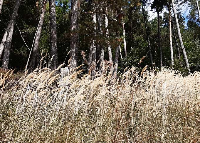 Near the Forest