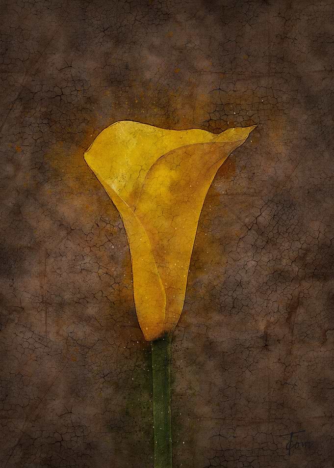 Arum