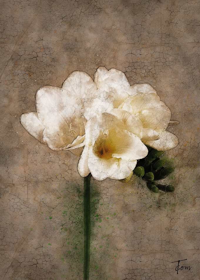 Freesia