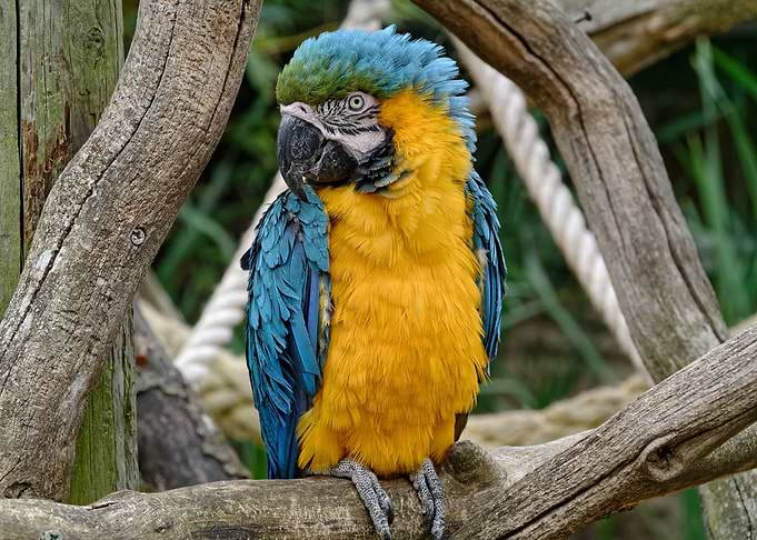 Macaw Parrot