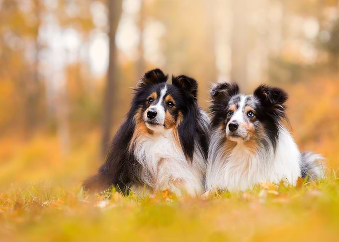 Cute dogs