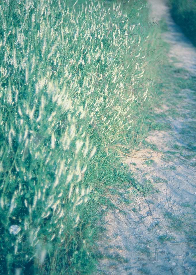 Sandy path in the beach