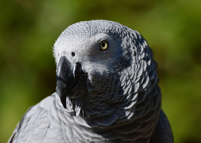 Tropical Parrot