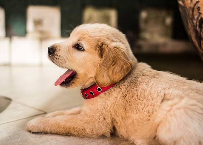 Cute puppy
