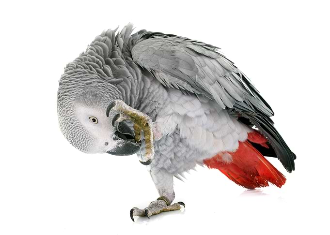 Tropical Parrot