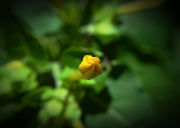 Yellow Flower Bud