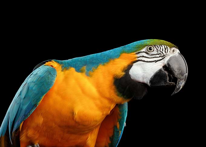 Beautiful Macaw Parrot