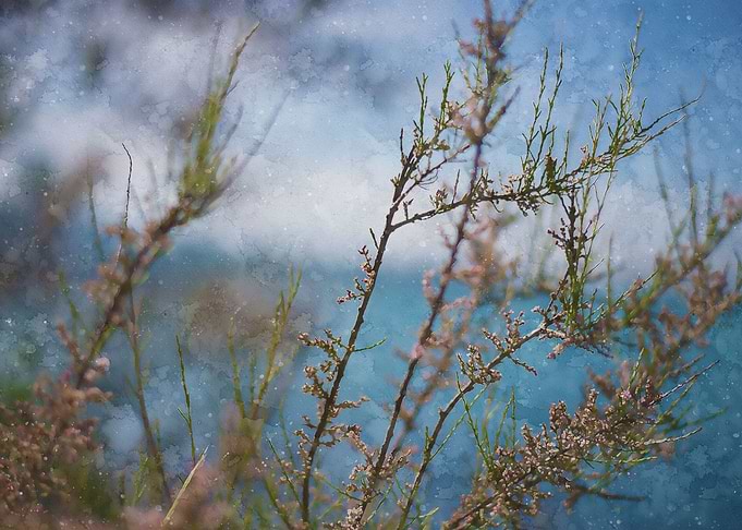 branches