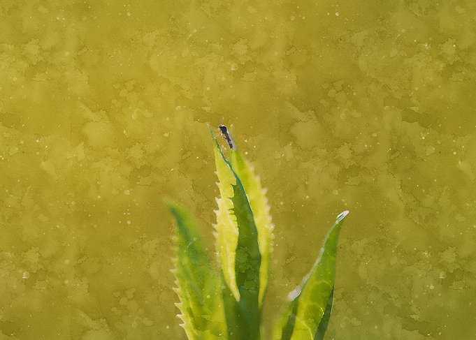 Bugs life