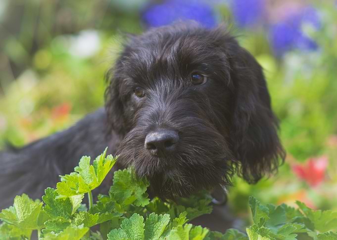 Cute dog