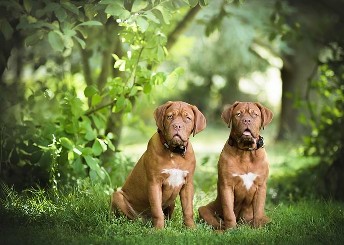 Twins dogs