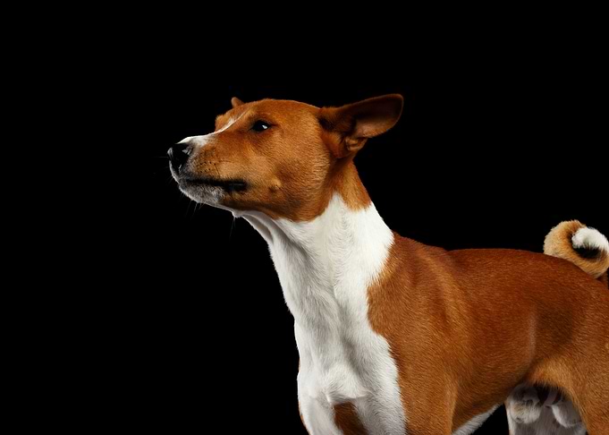 Cute dog