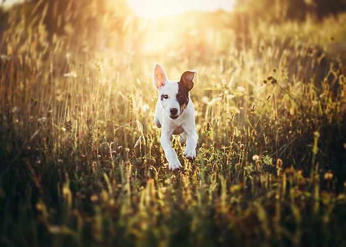 Running Dog