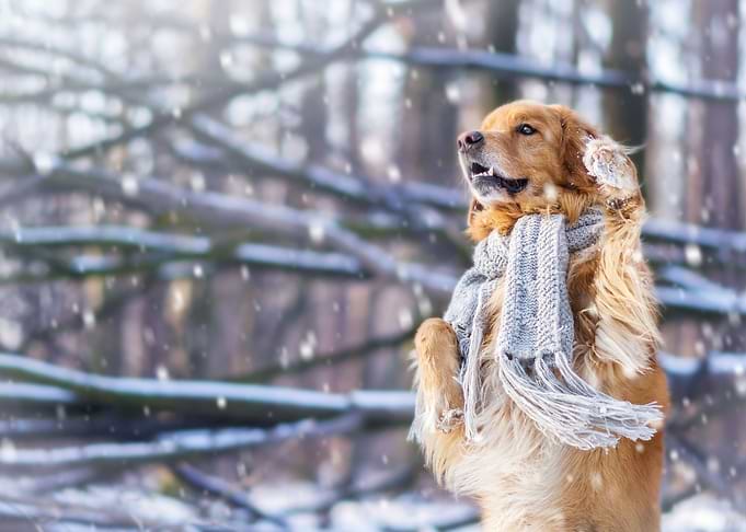 Cute dog