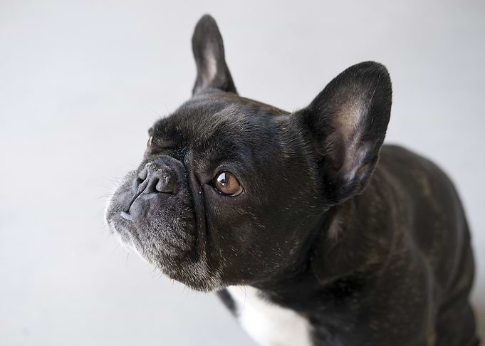 French bulldog