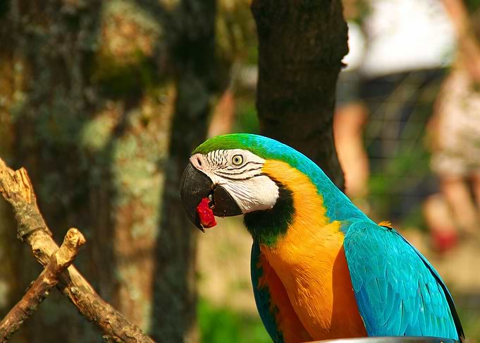 Colorful Macaw Parrot