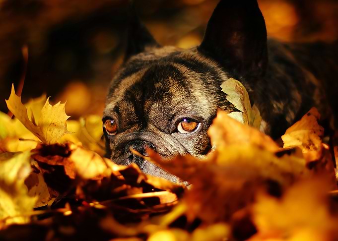 Bulldog Dog