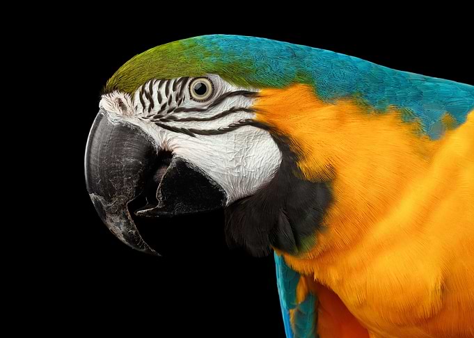 Macaw Parrot