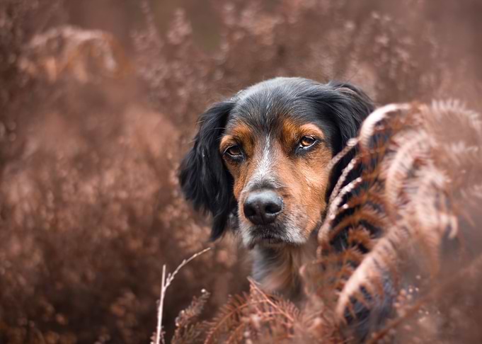 Cute dog