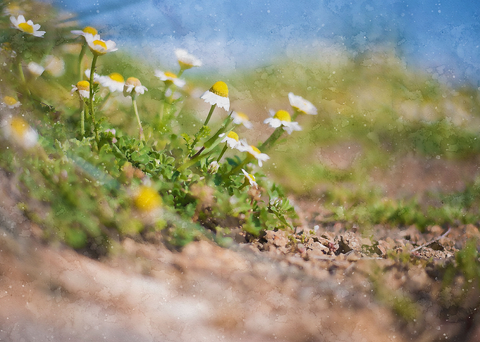 daisies