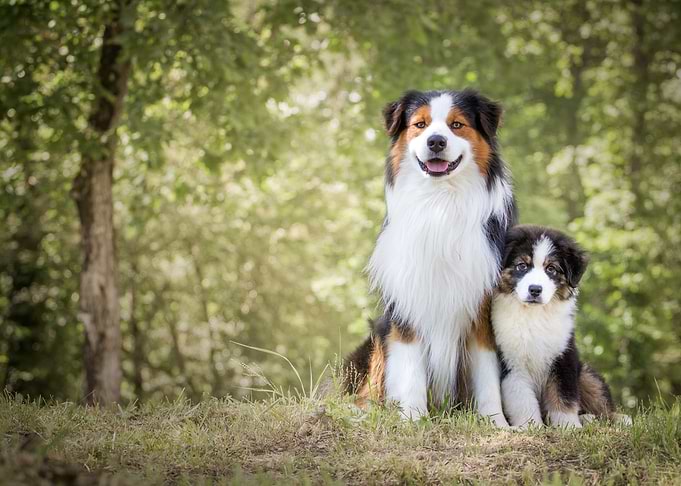 Dogs