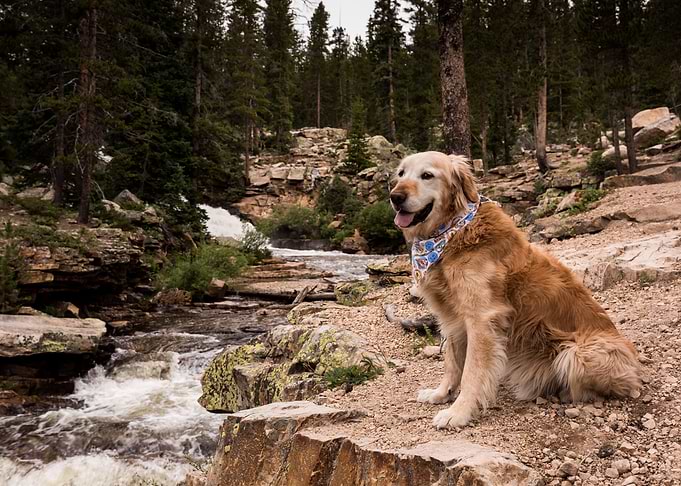 Dog in the forest