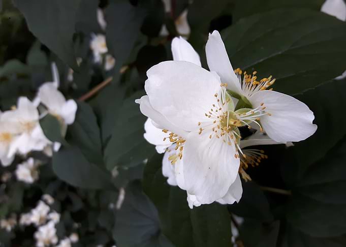 Gardenflowers