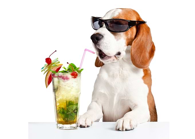 Funny Beagle dog