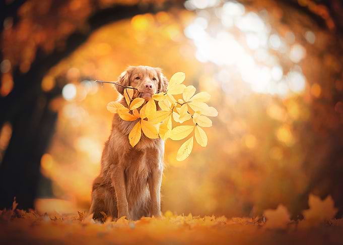 Dog artwork