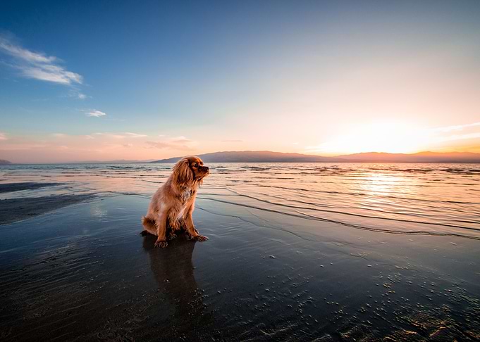 Dog on the beach