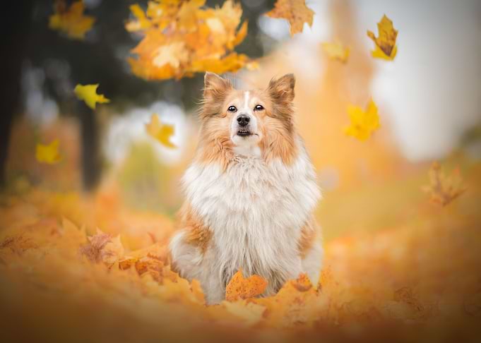 Beautiful Dog artwork