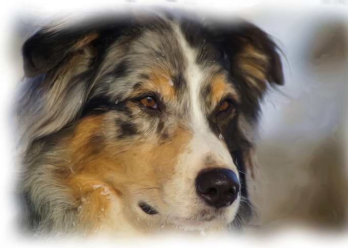 Border collie