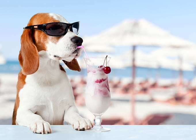 Funny dog