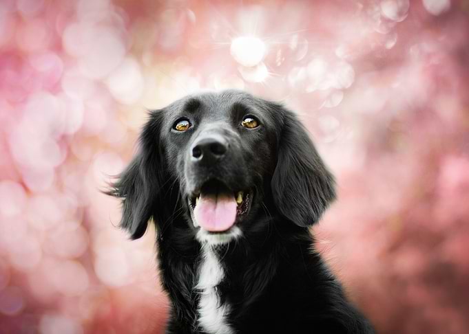 Dog artwork