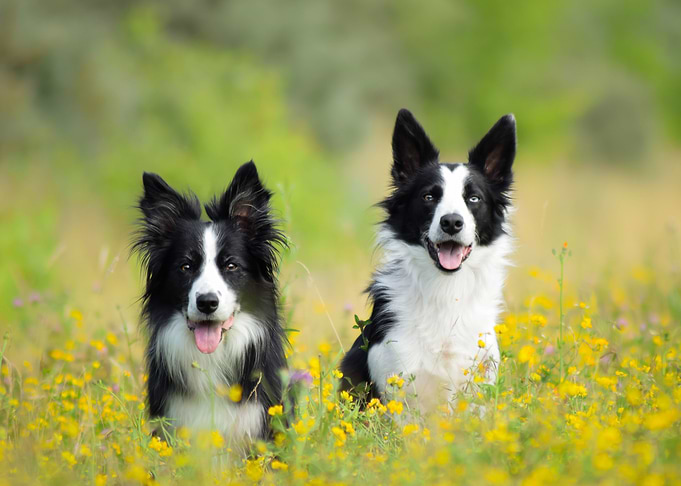 Dogs