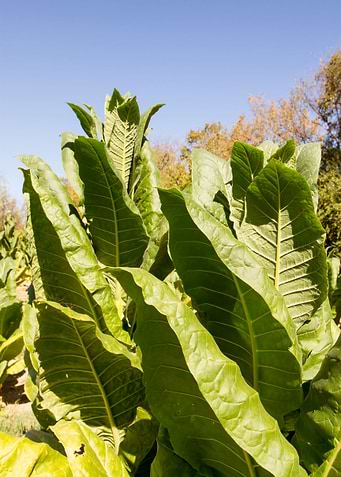 Tobacco field