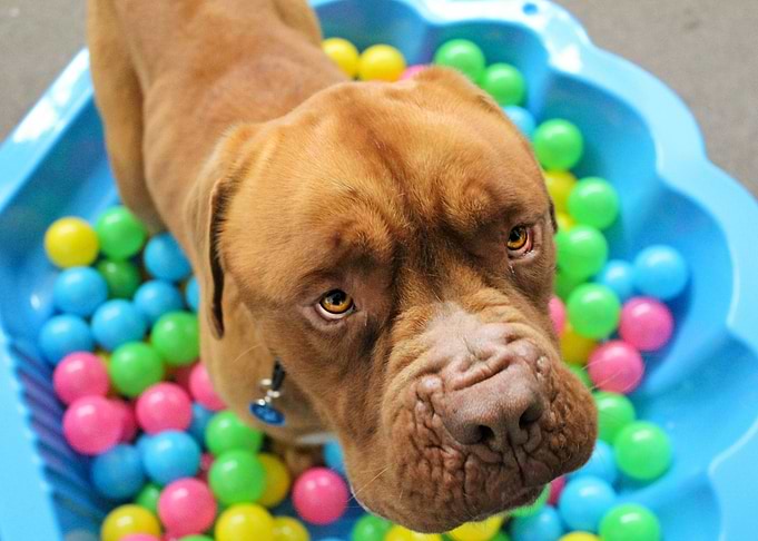 Pitbull dog