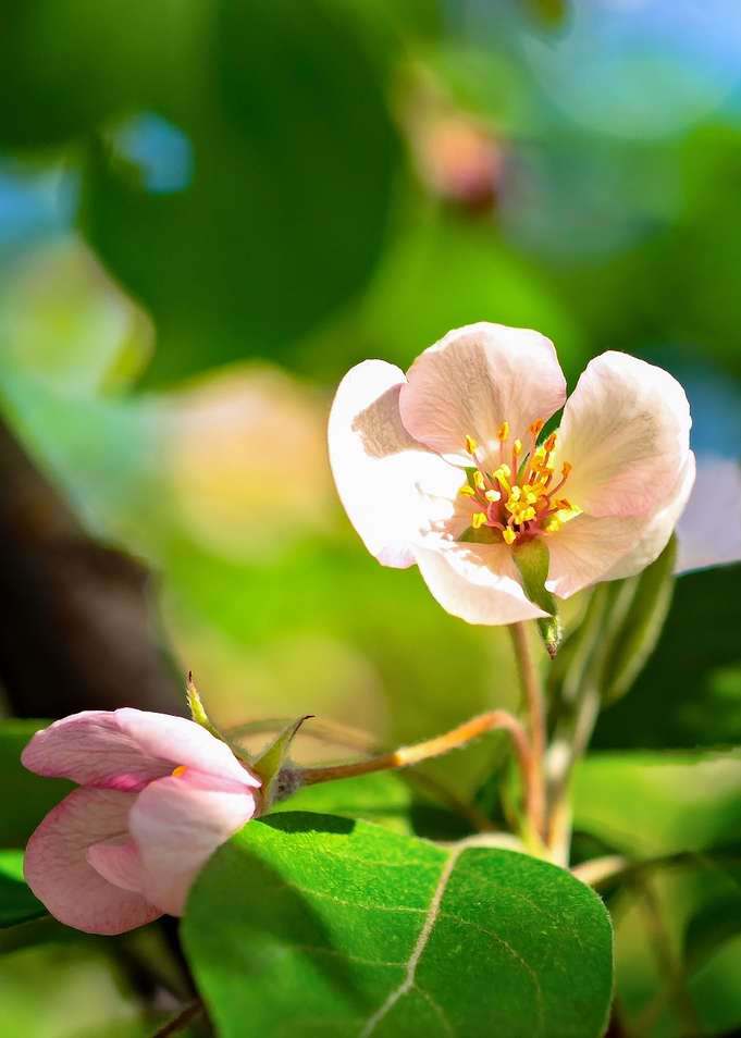 Pink Flower Green Leaves