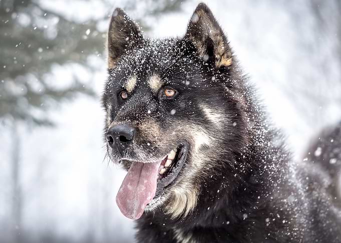 Siberian Husky