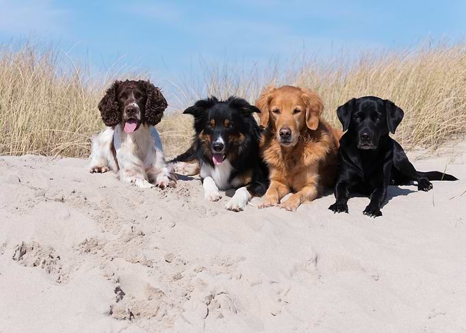 Dogs