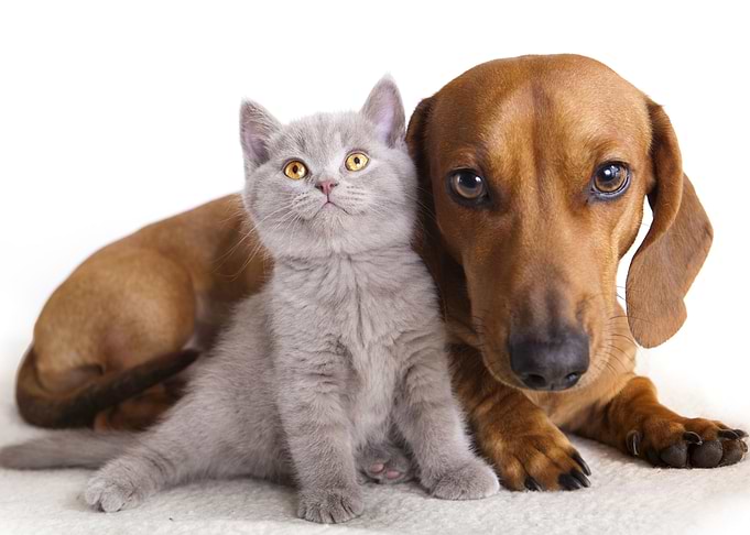 Cat and Dog