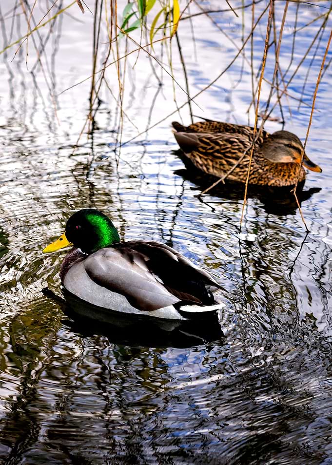 Two Mallard Ducks