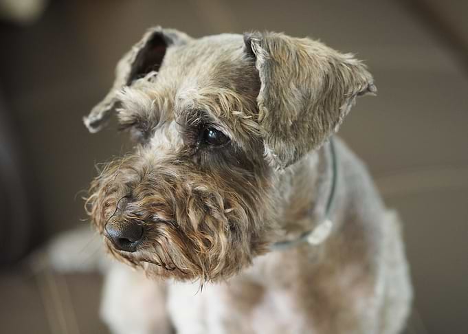 Cute dog