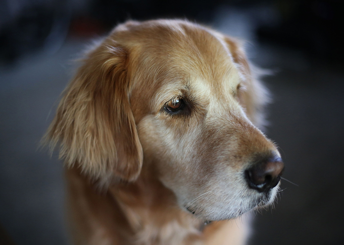 Cute dog