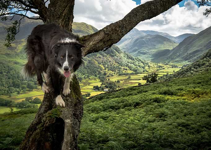 Dog on a tree