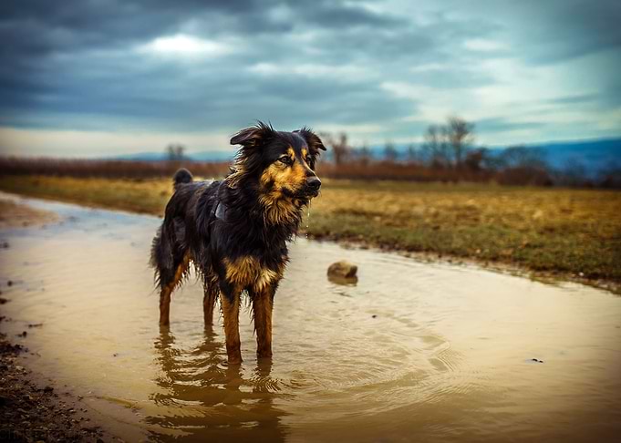 Dog