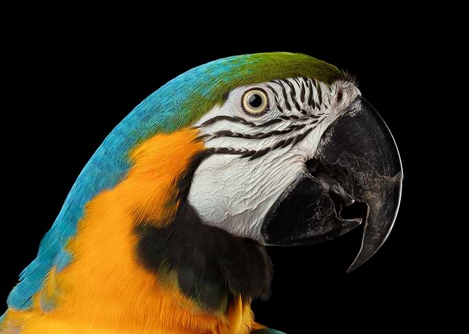 Beautiful Macaw Parrot