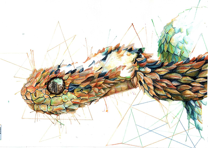 Bush Viper