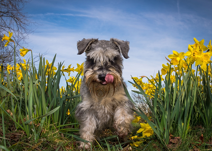 Dog artwork